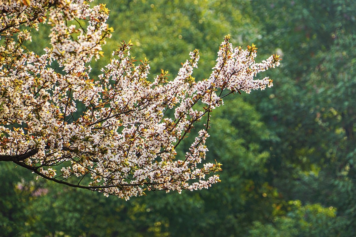 春意盎然红叶李