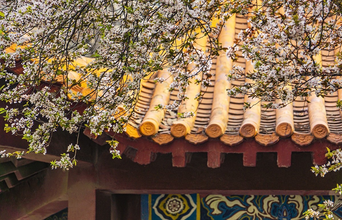 春意盎然红叶李