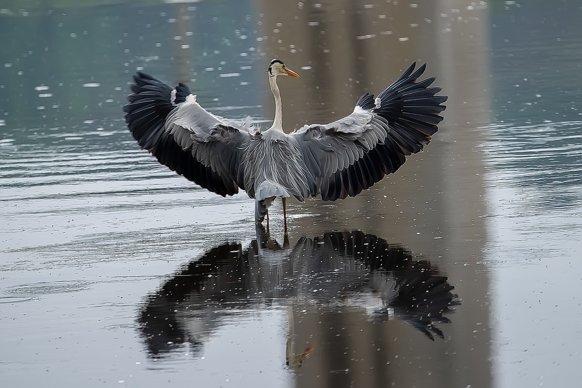 补发尼康D810加适马150-600C的另一些图片