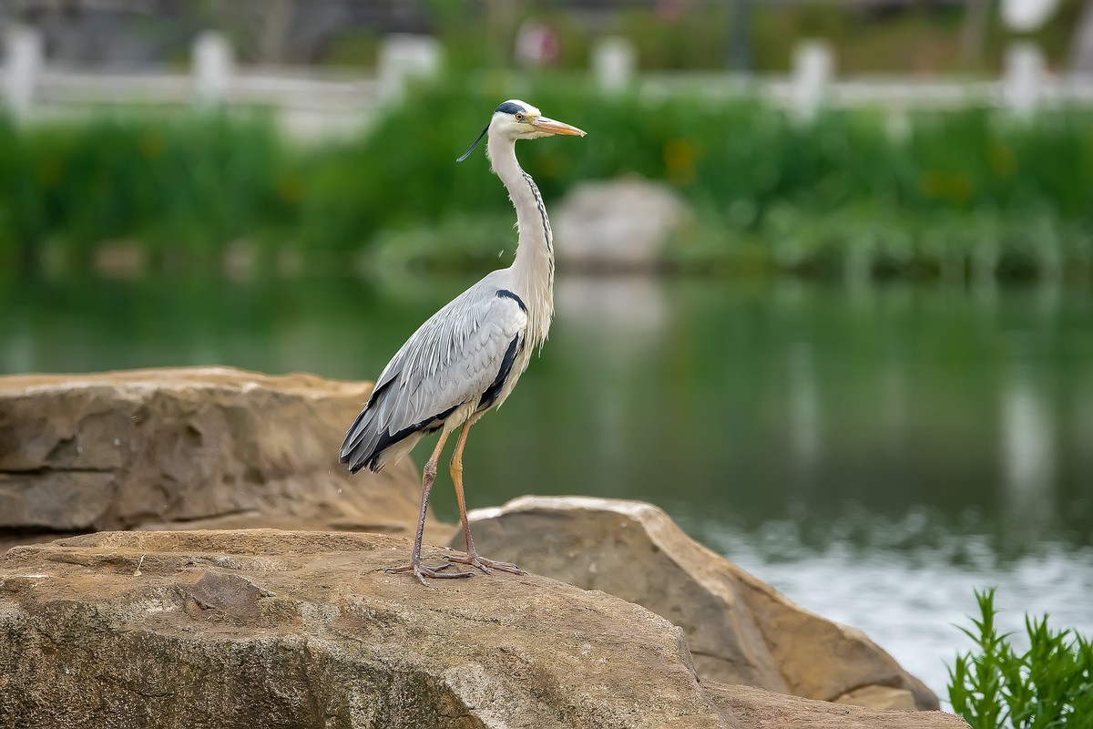 补发尼康D810加适马150-600C的另一些图片