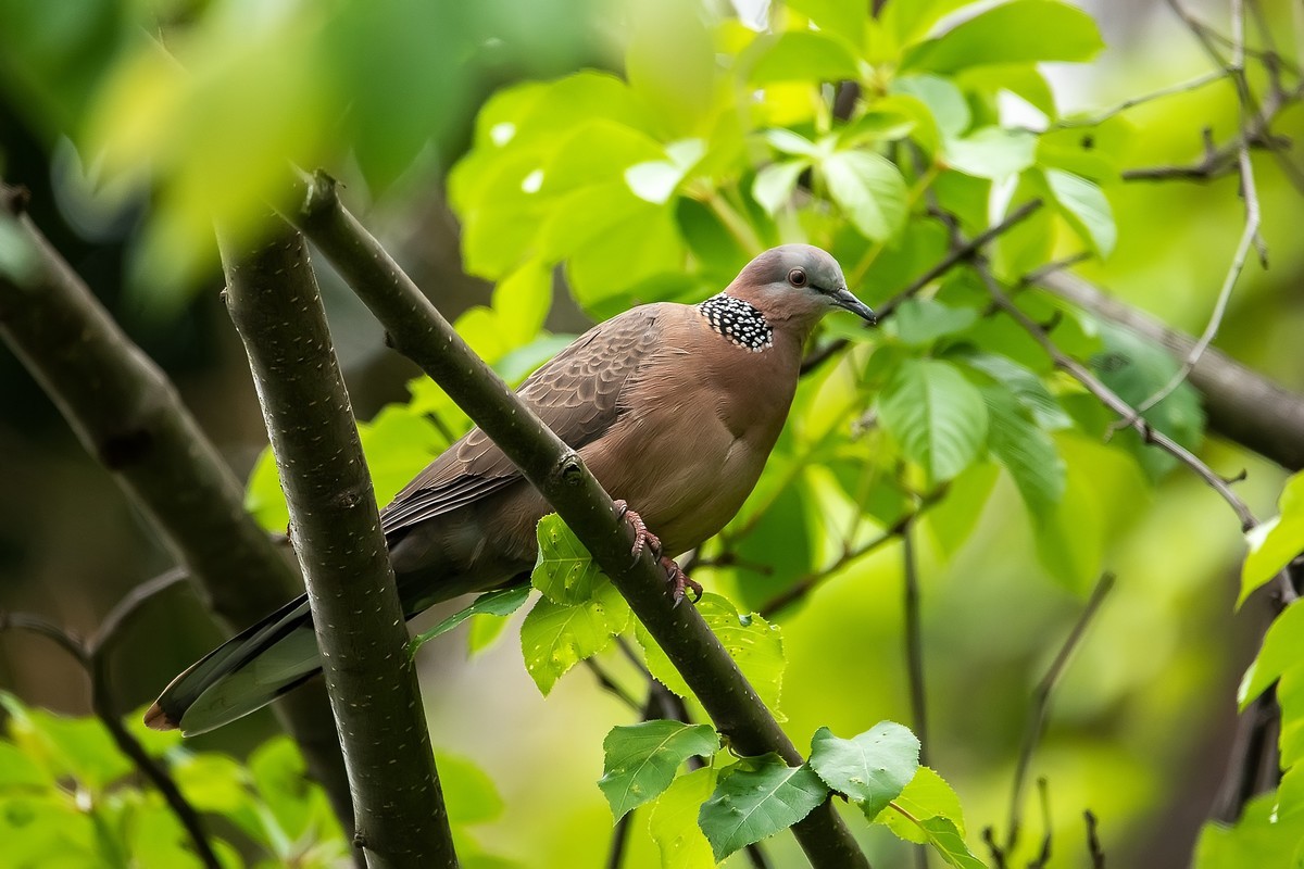 补发尼康D810加适马150-600C的另一些图片