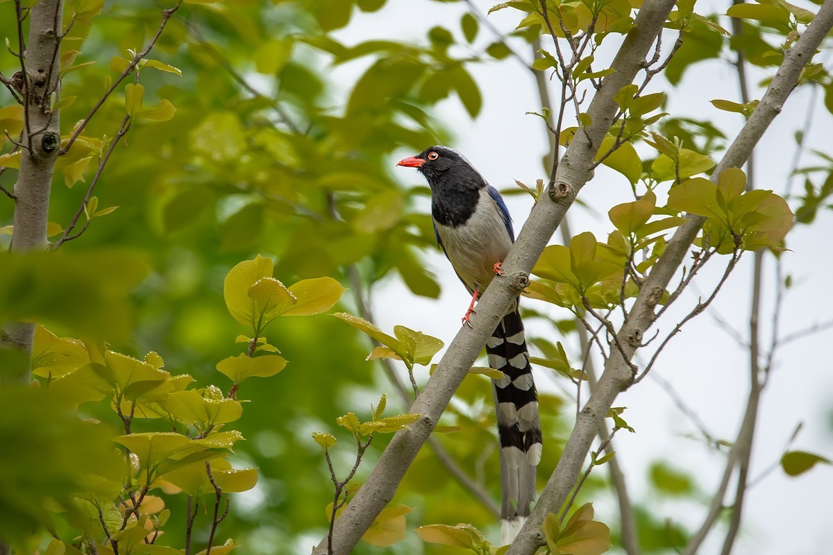 补发尼康D810加适马150-600C的另一些图片