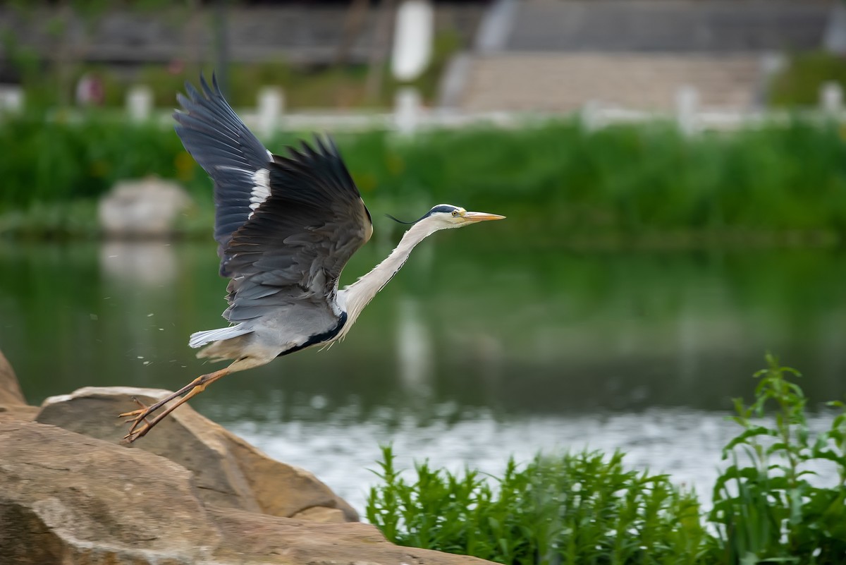 补发尼康D810加适马150-600C的另一些图片