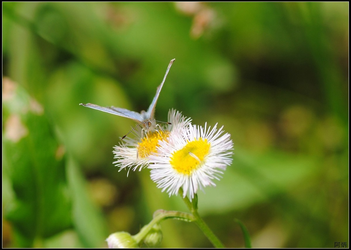 小草、小花、小蝶
