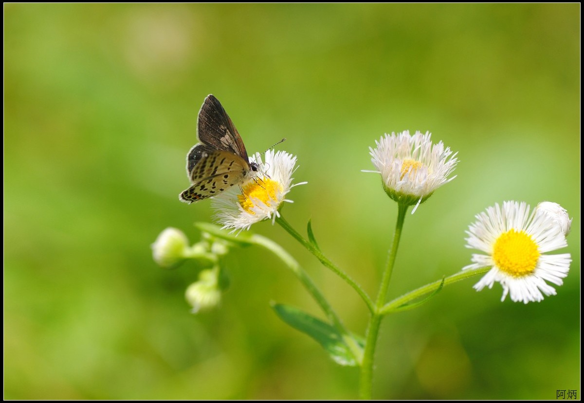 小草、小花、小蝶