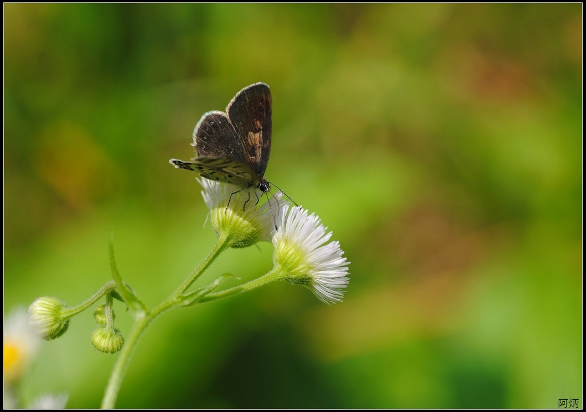 小草、小花、小蝶