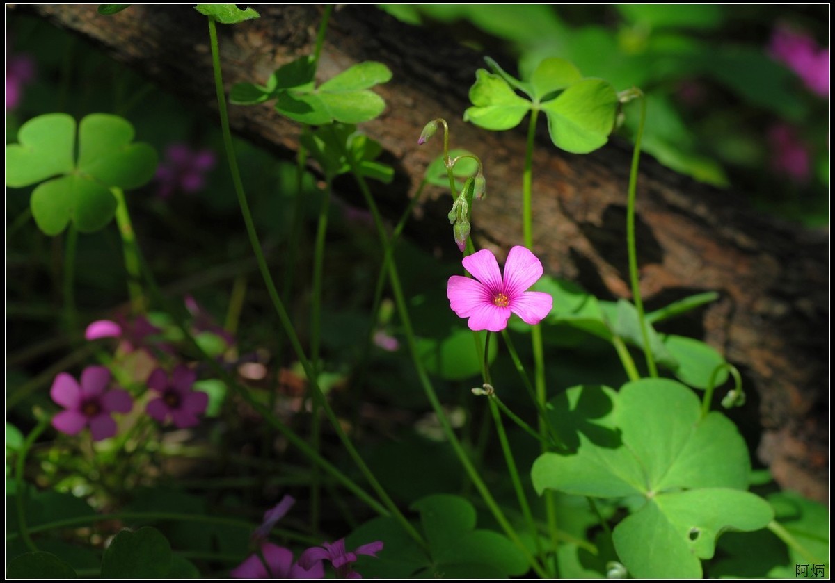 小草、小花、小蝶