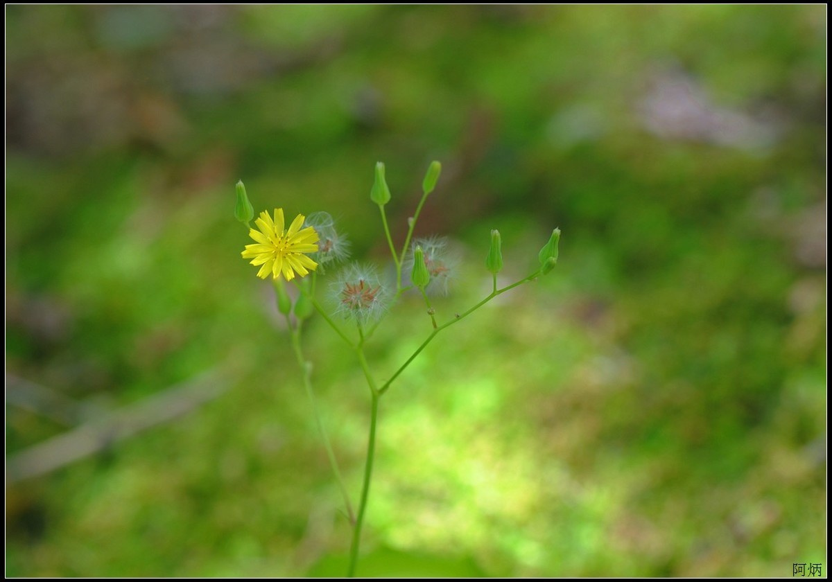 小草、小花、小蝶
