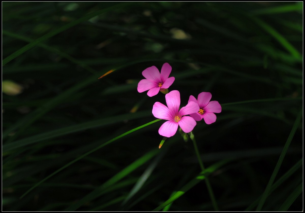 小草、小花、小蝶