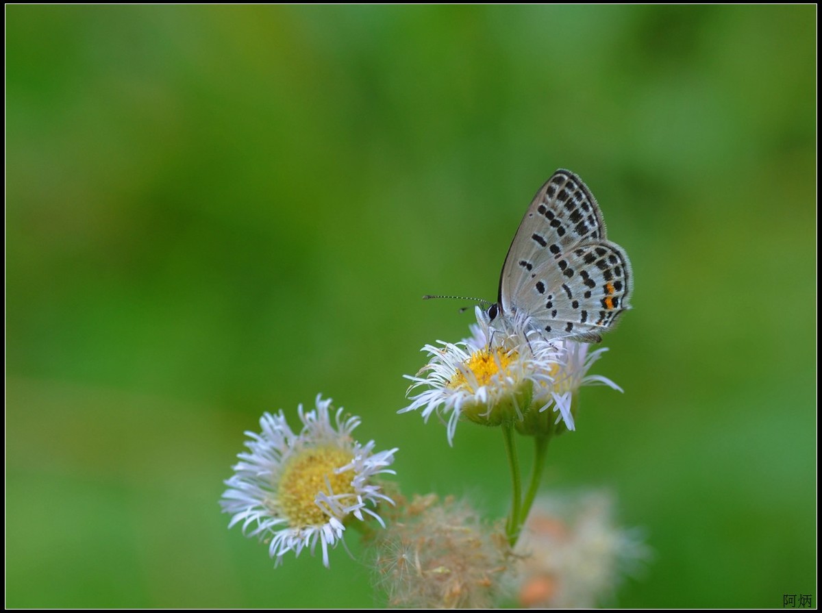 小草、小花、小蝶