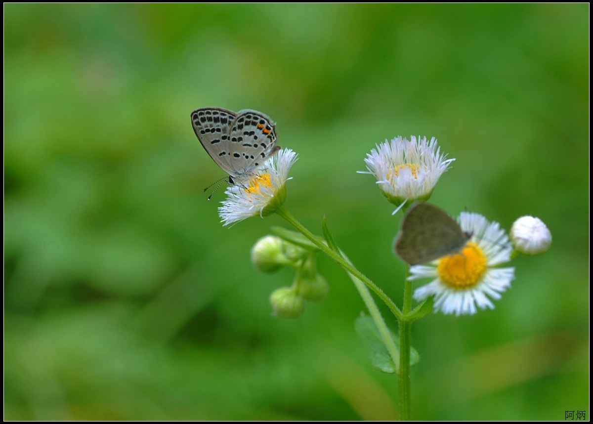 小草、小花、小蝶