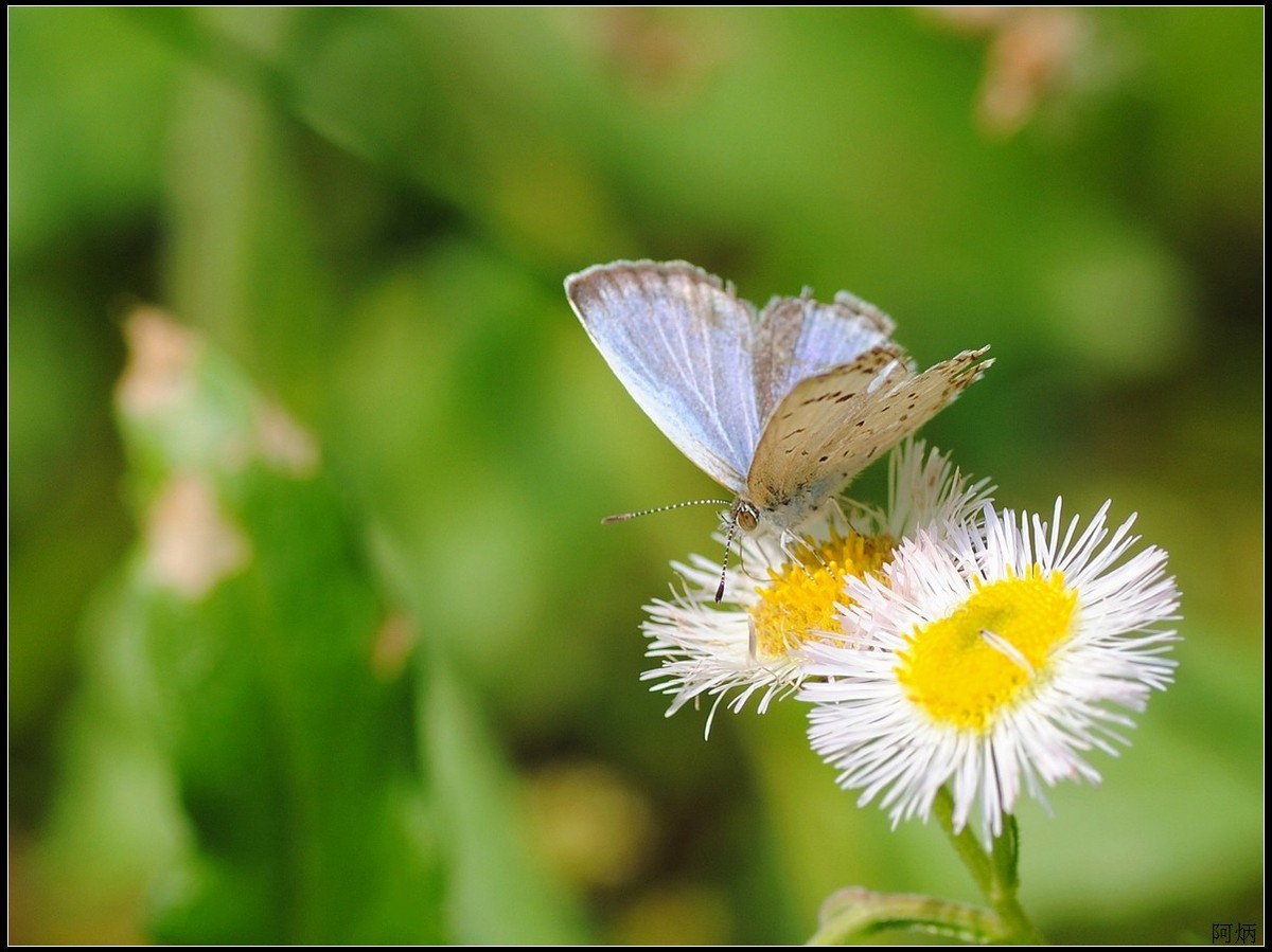 小草、小花、小蝶
