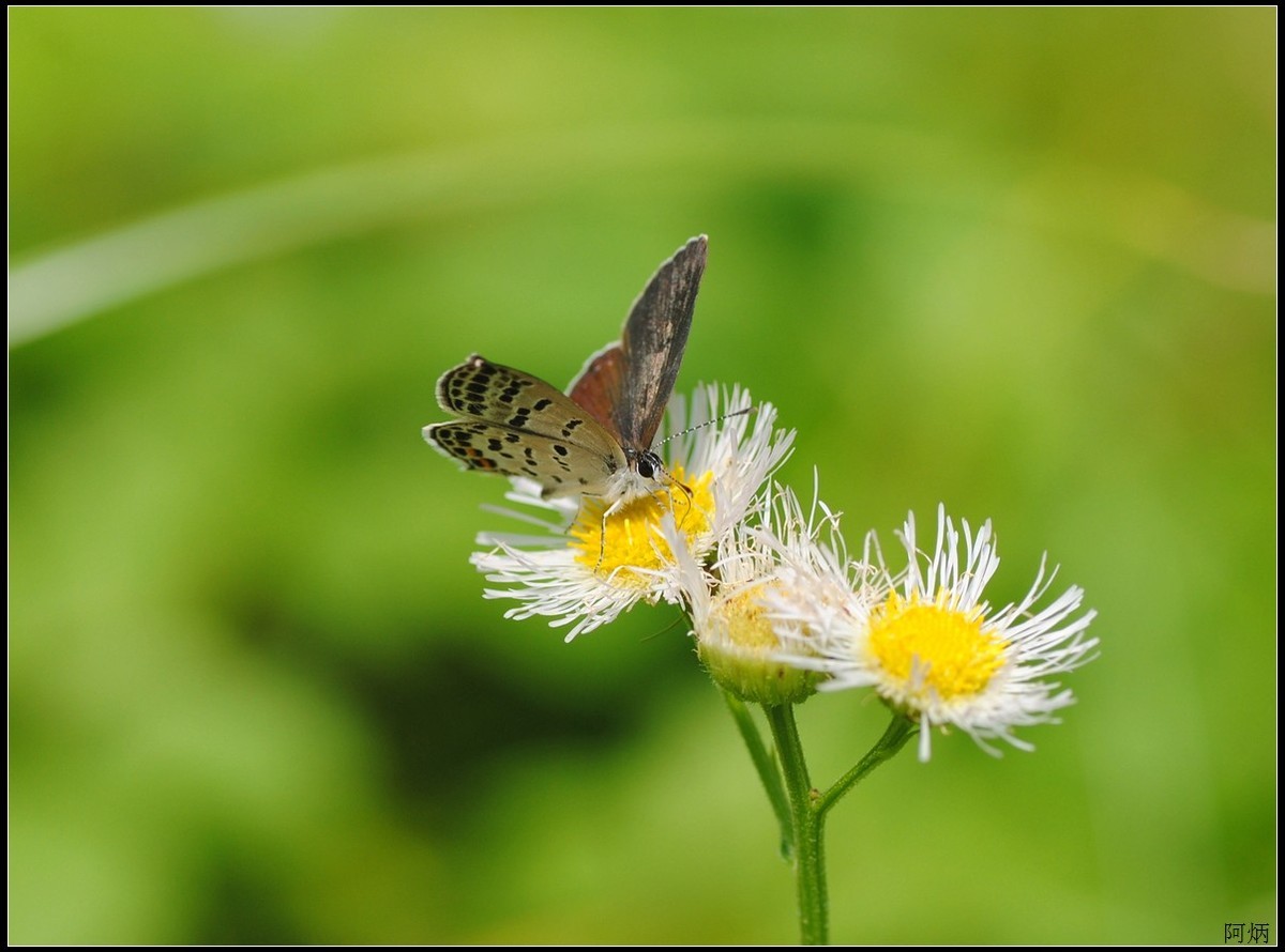小草、小花、小蝶