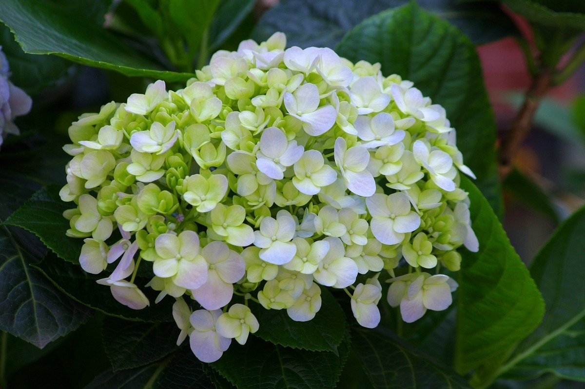 花花草草 宾得Kr+DAL55-300