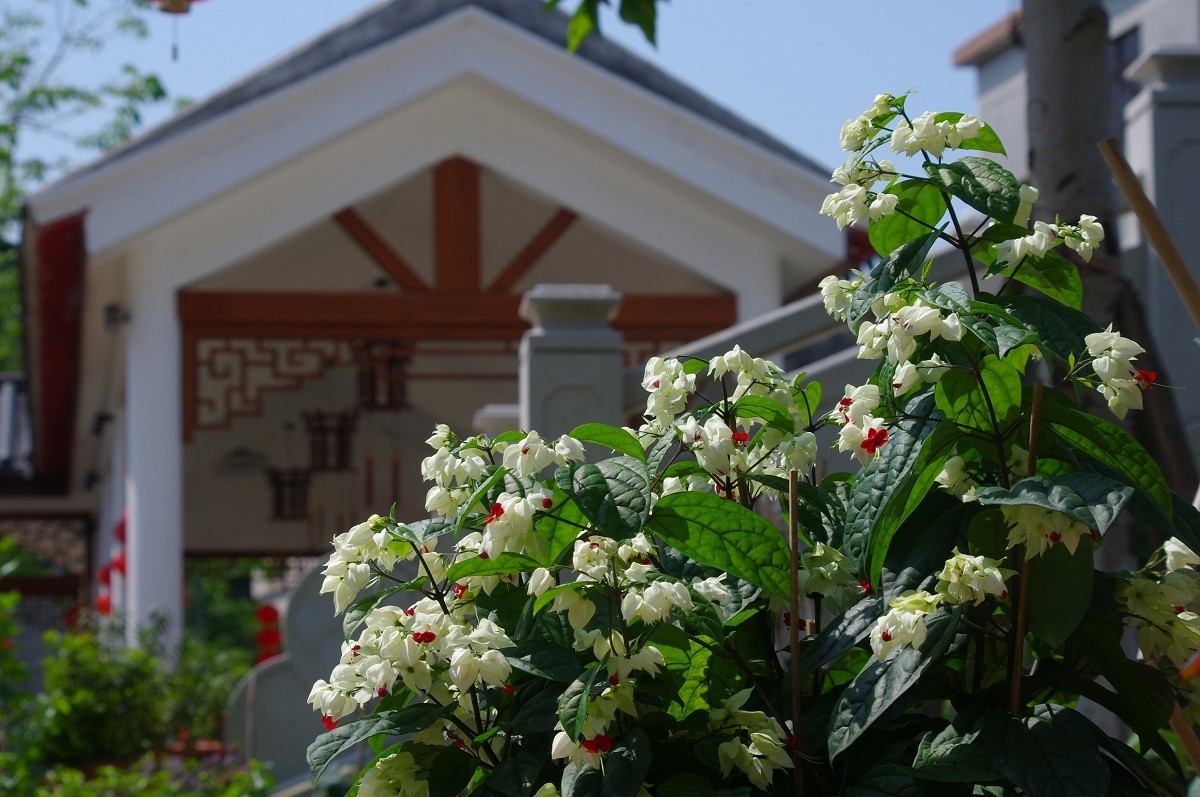 花花草草 宾得Kr+DAL55-300