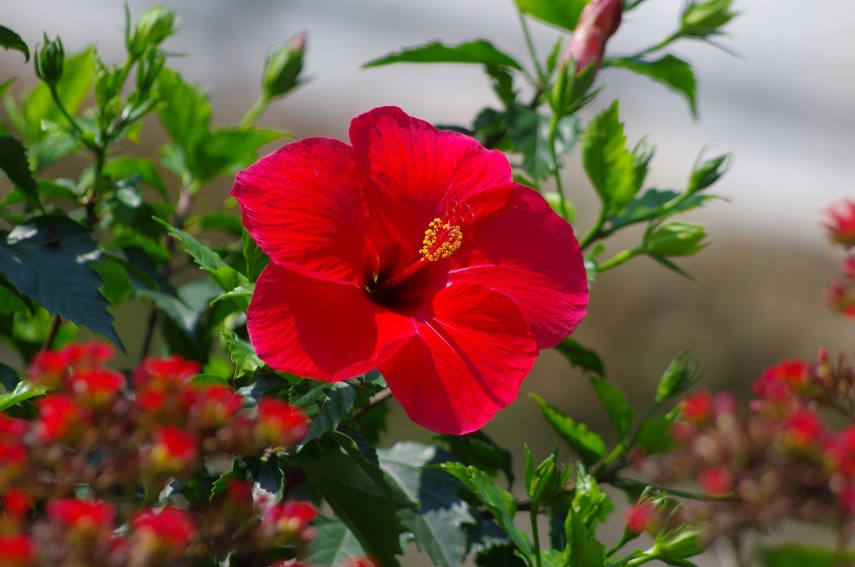 花花草草 宾得Kr+DAL55-300