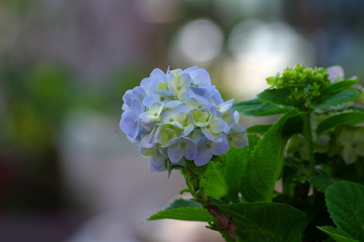 花花草草 宾得Kr+DAL55-300