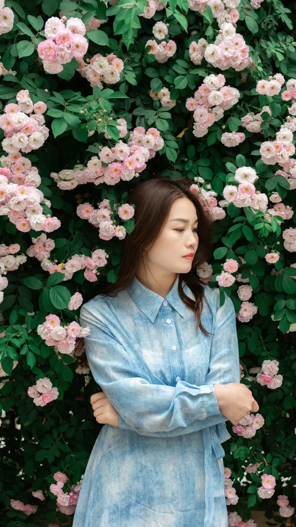 蔷微花与女人