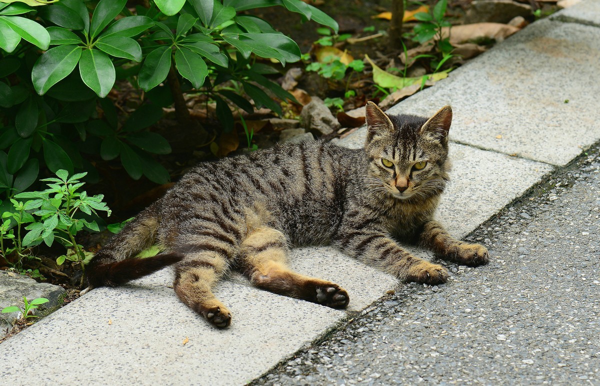 鸟、猫。-中关村在线摄影论坛