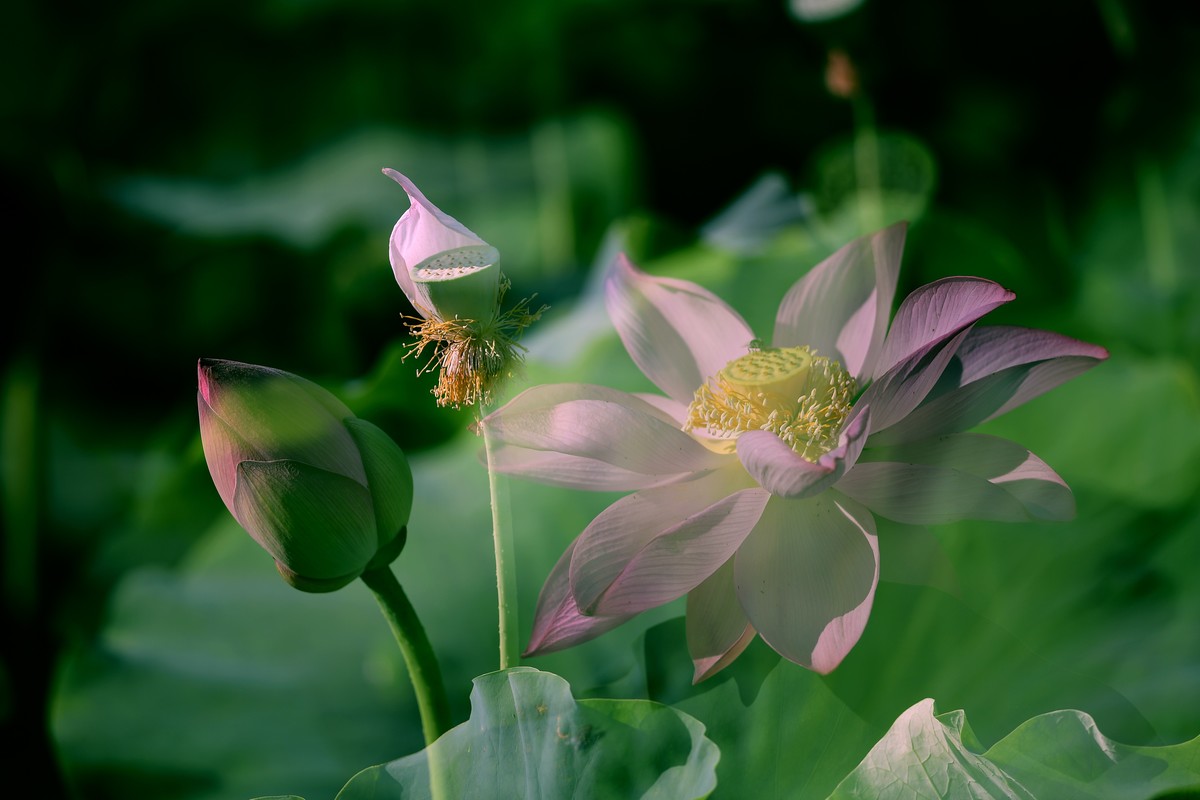 自怡园里拍荷花