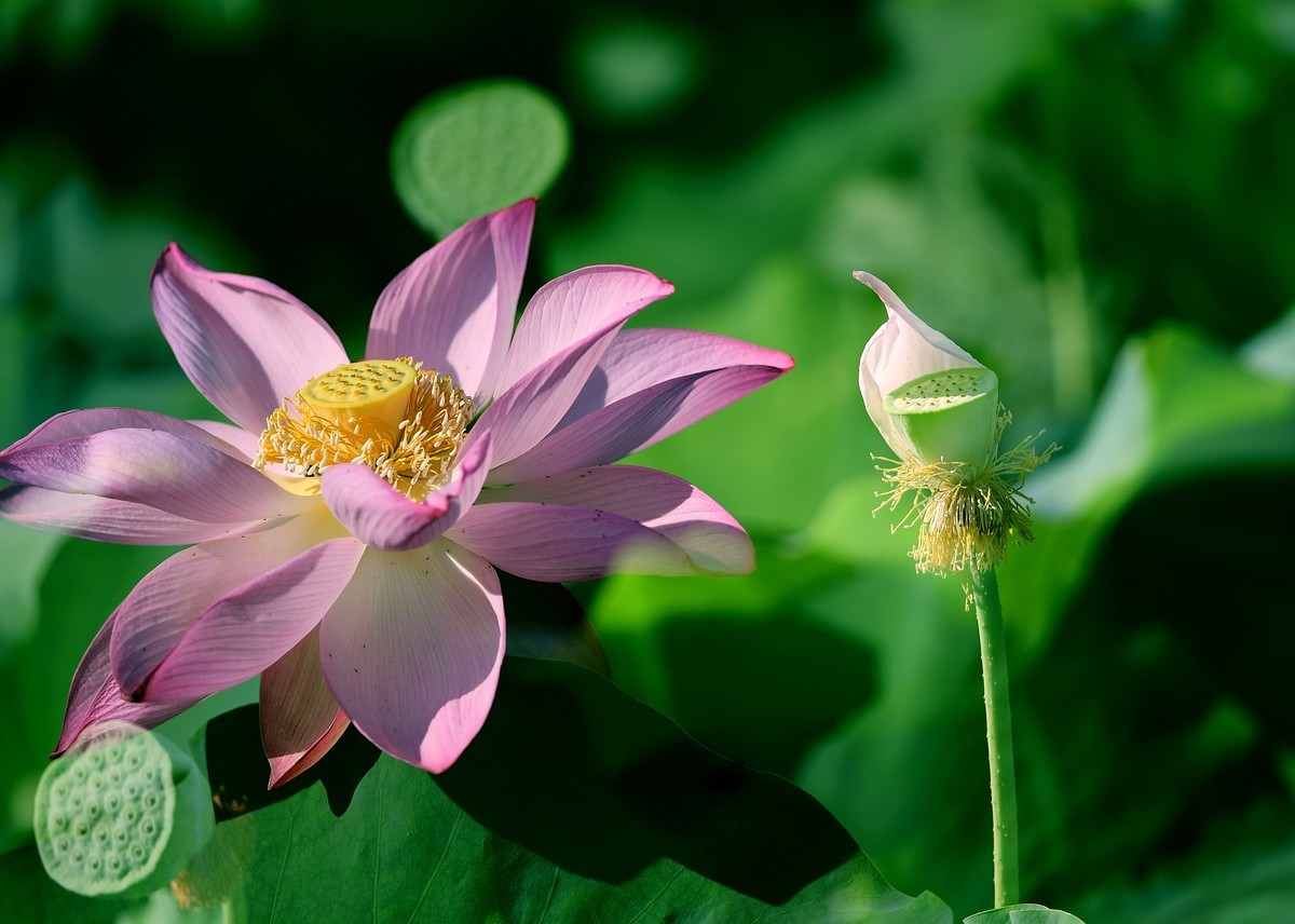 自怡园里拍荷花