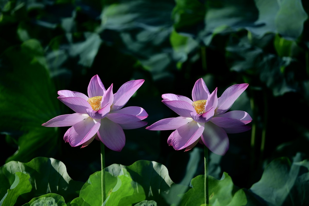 自怡园里拍荷花