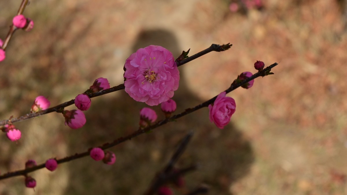 芍药花等