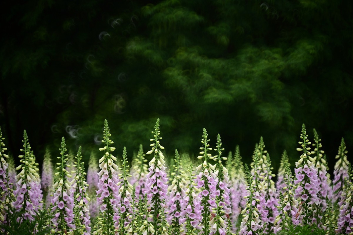 折返镜头拍小花