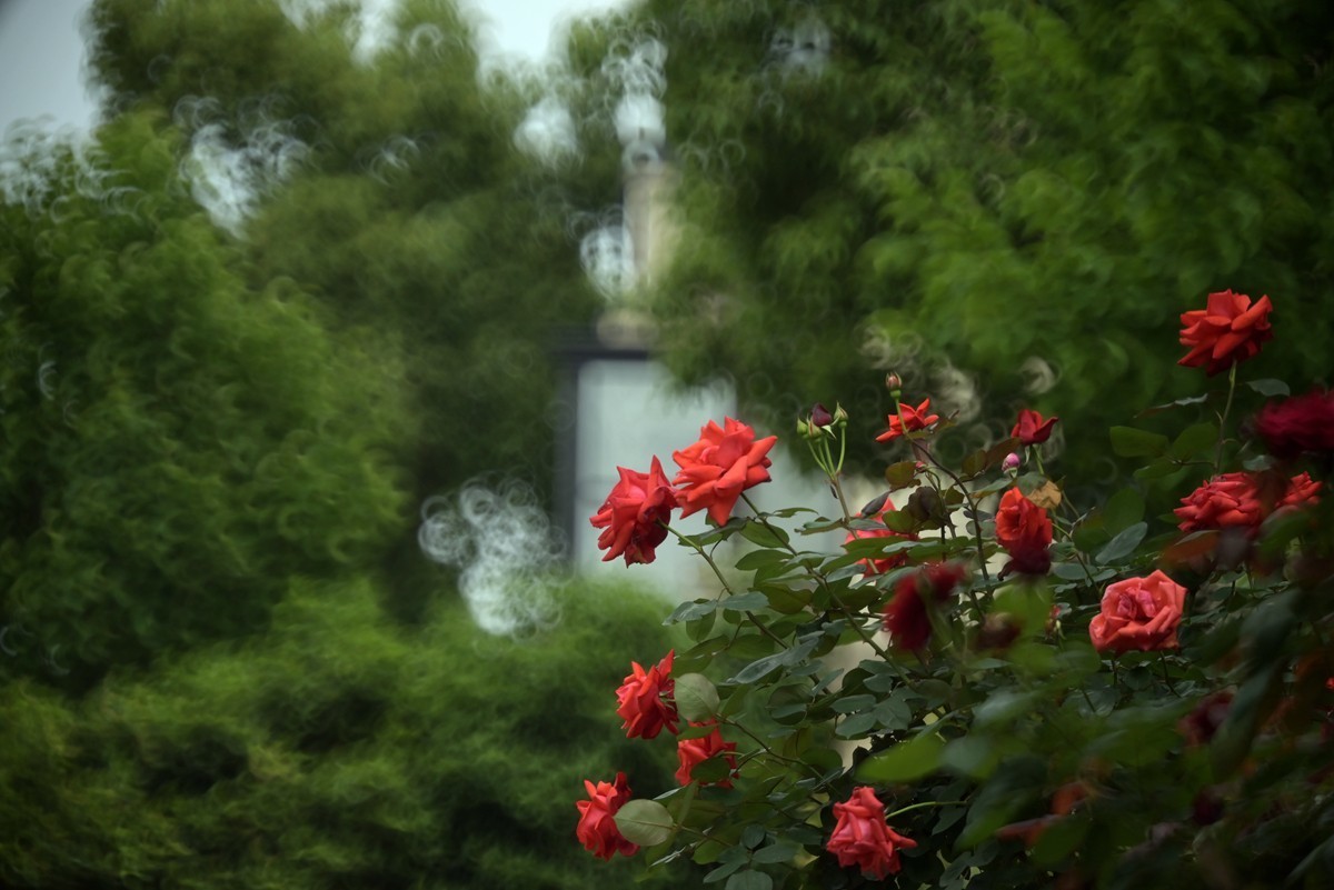 折返镜头拍小花