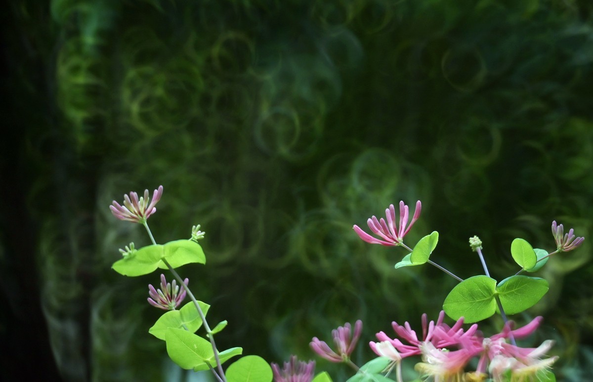 折返镜头拍小花