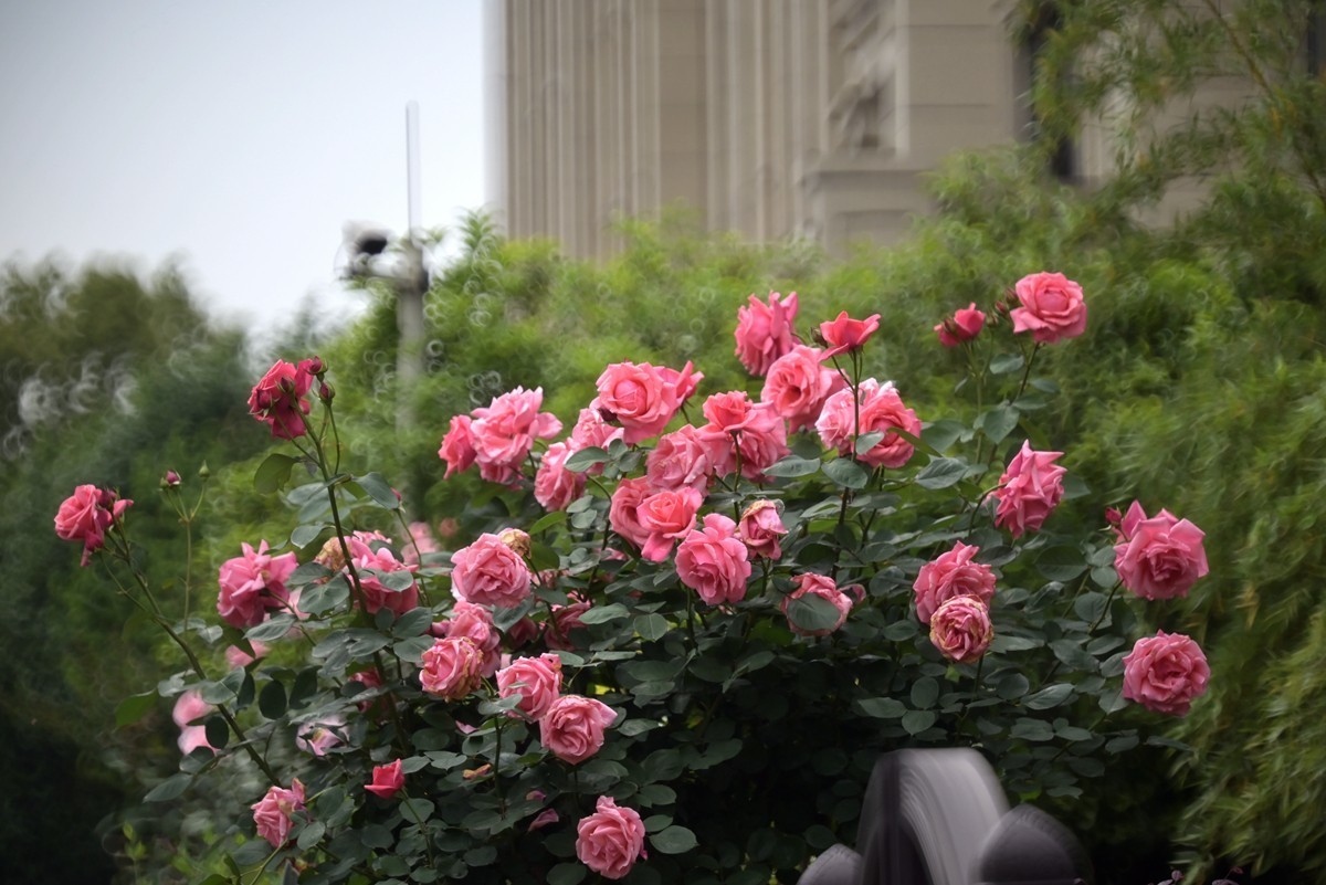 折返镜头拍小花