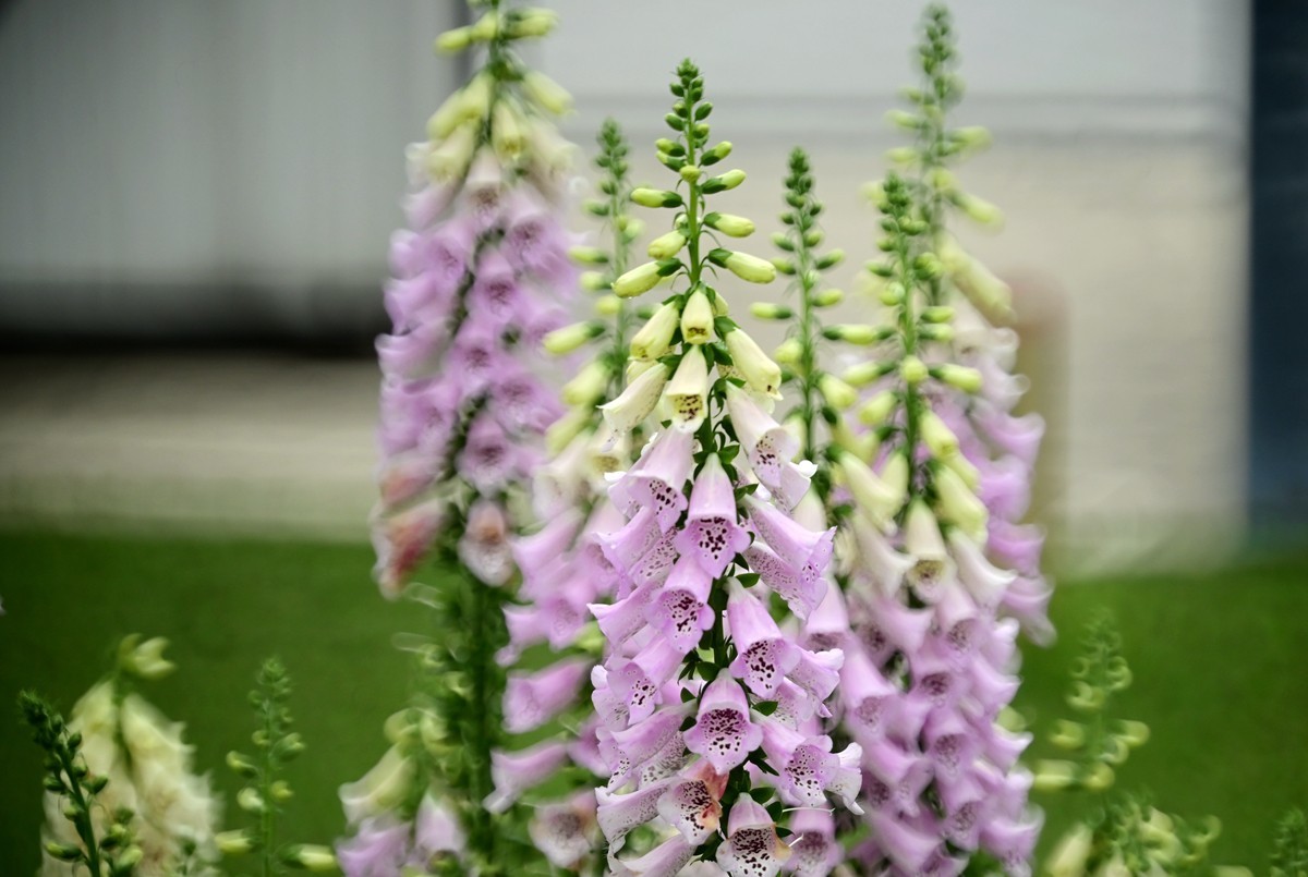 折返镜头拍小花