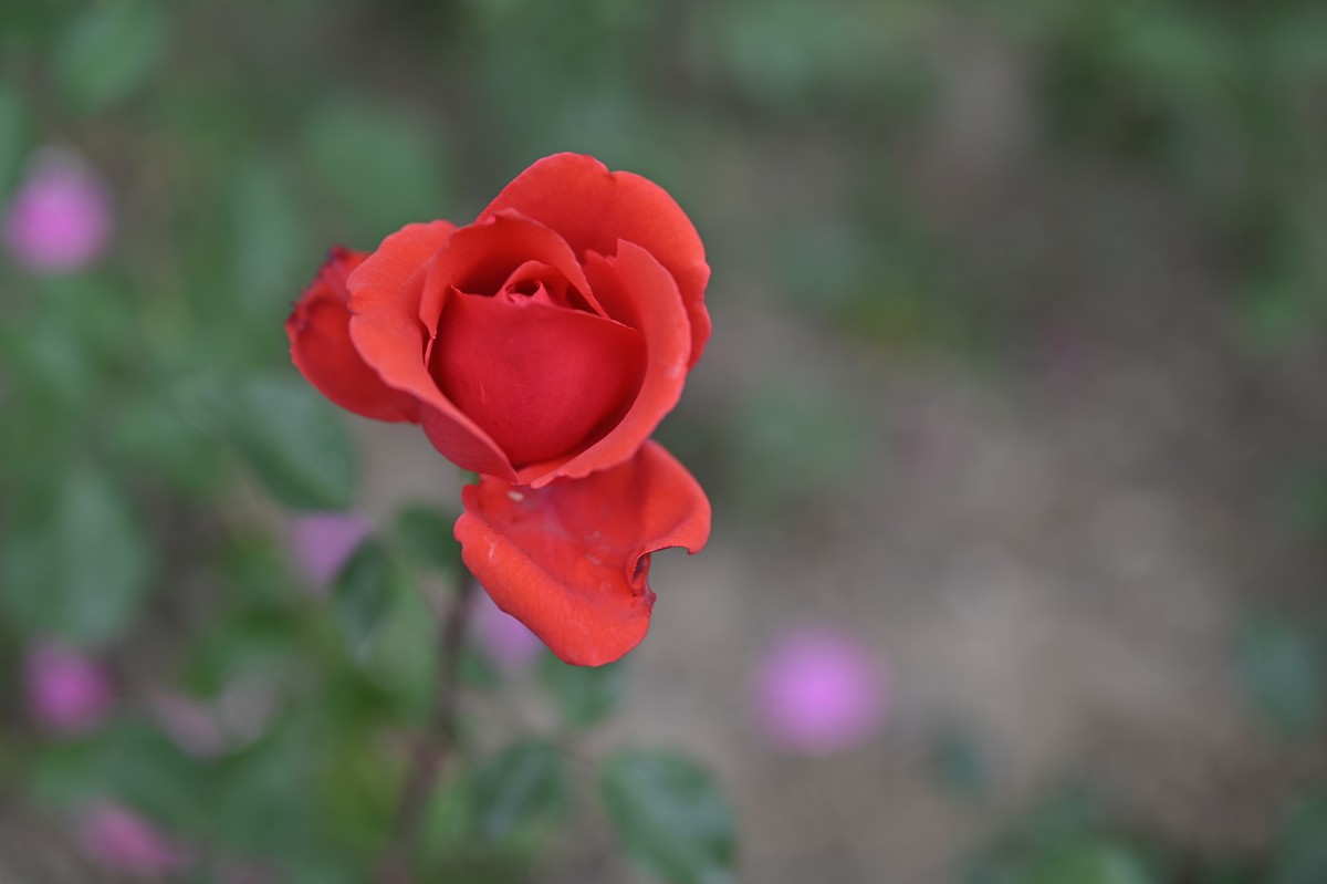 初次练习微距摄影，请多指教.