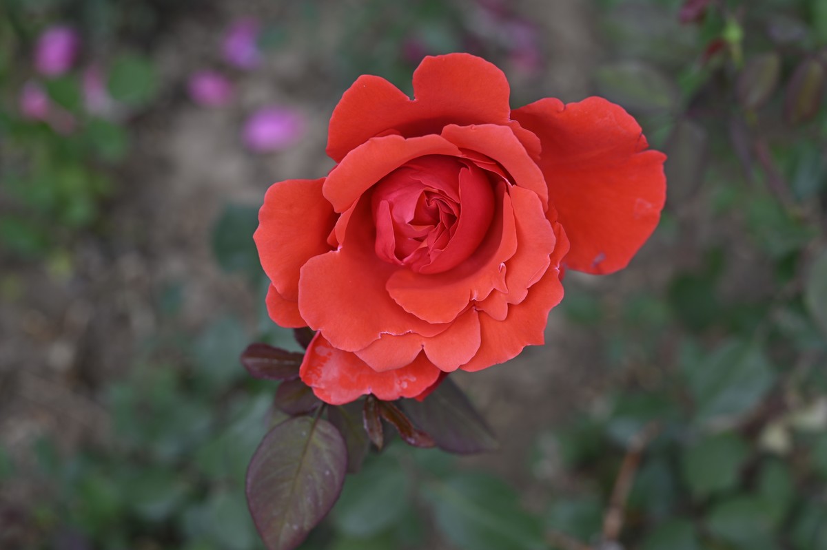 初次练习微距摄影，请多指教.