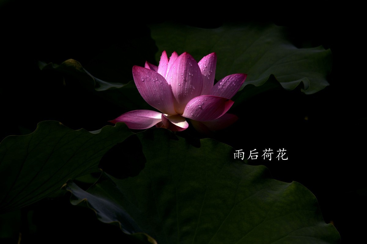 雨后娇荷