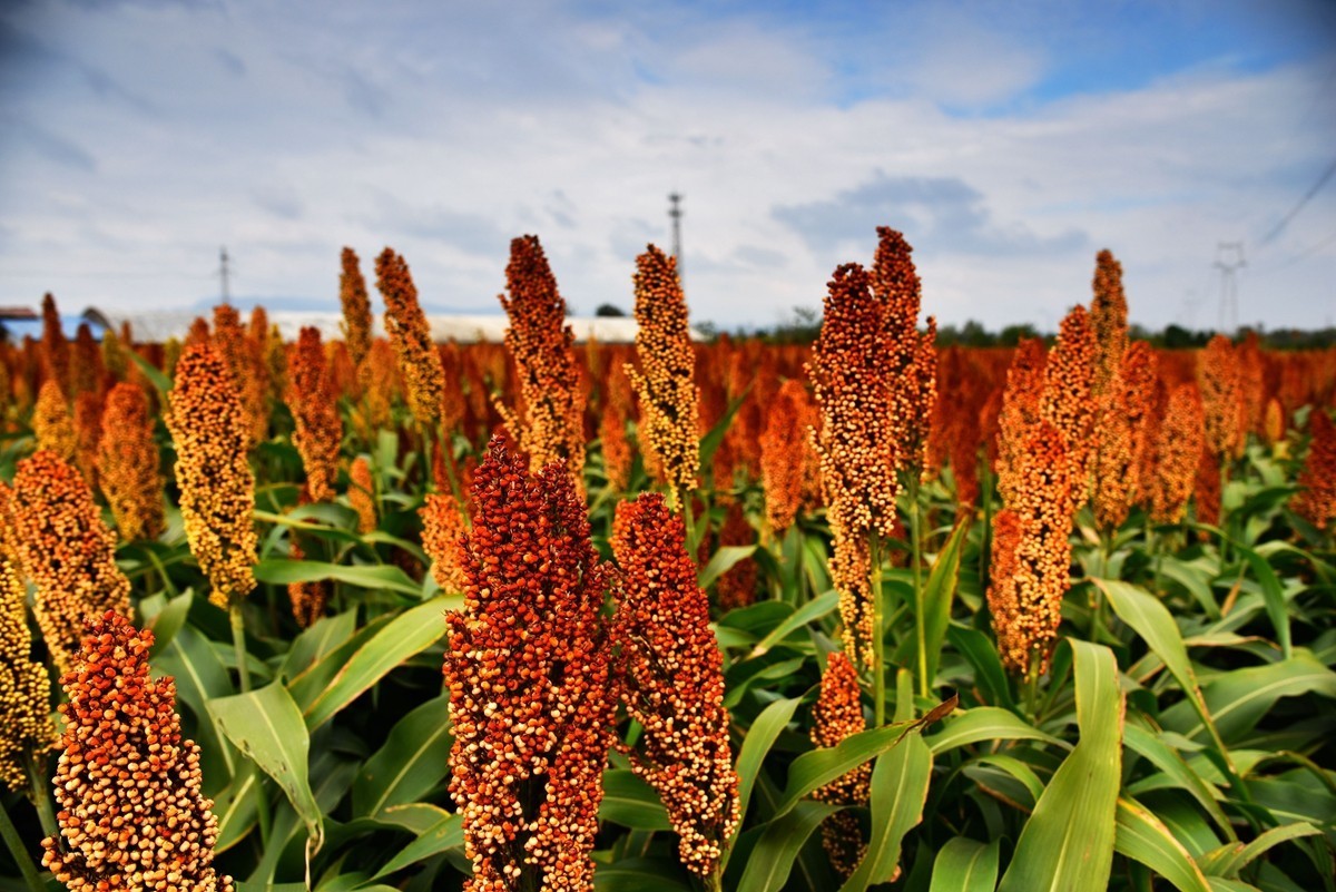 红高粱，红辣椒