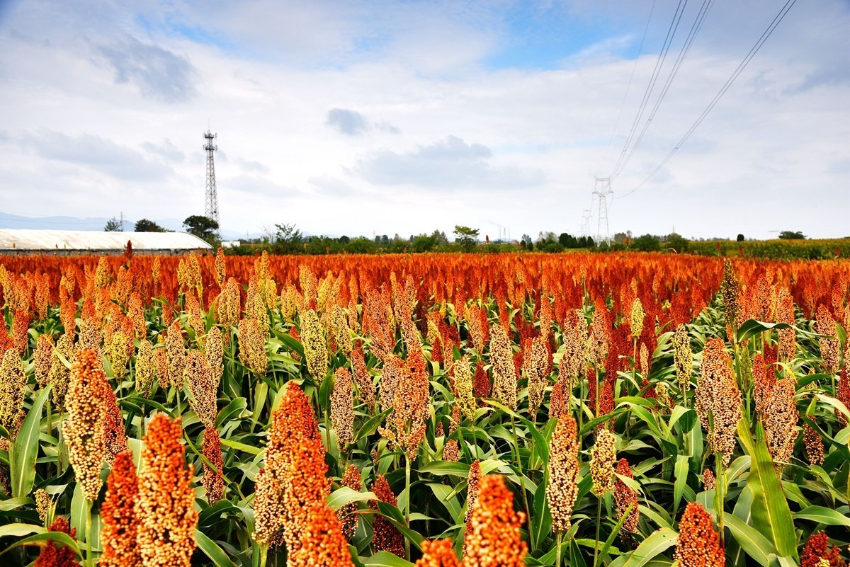 红高粱，红辣椒