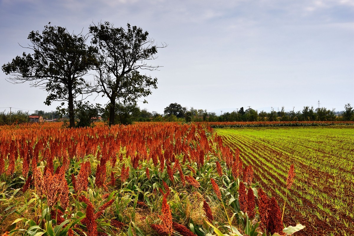红高粱，红辣椒