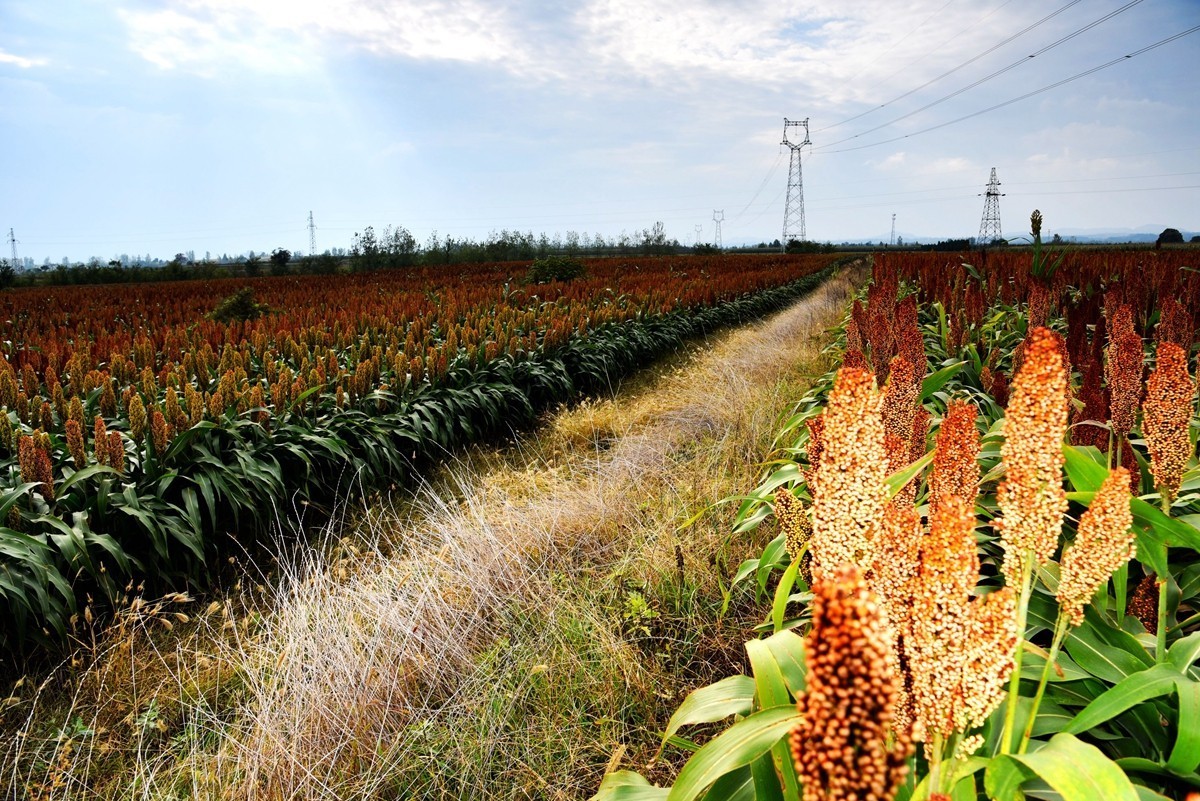 红高粱，红辣椒
