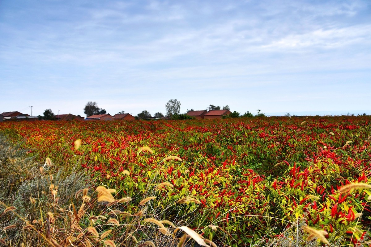 红高粱，红辣椒