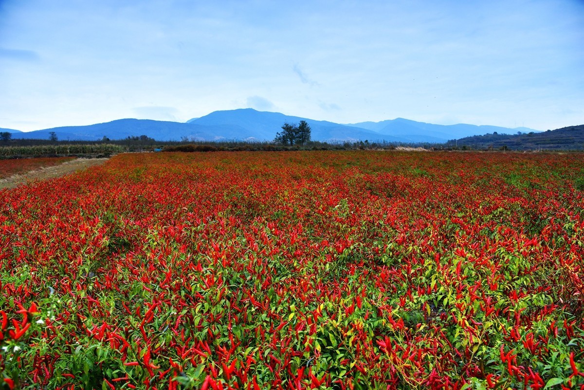 红高粱，红辣椒