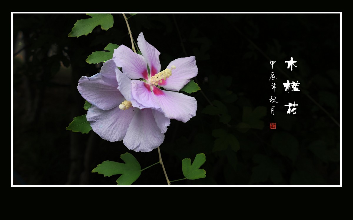 昂首枝头的木槿花