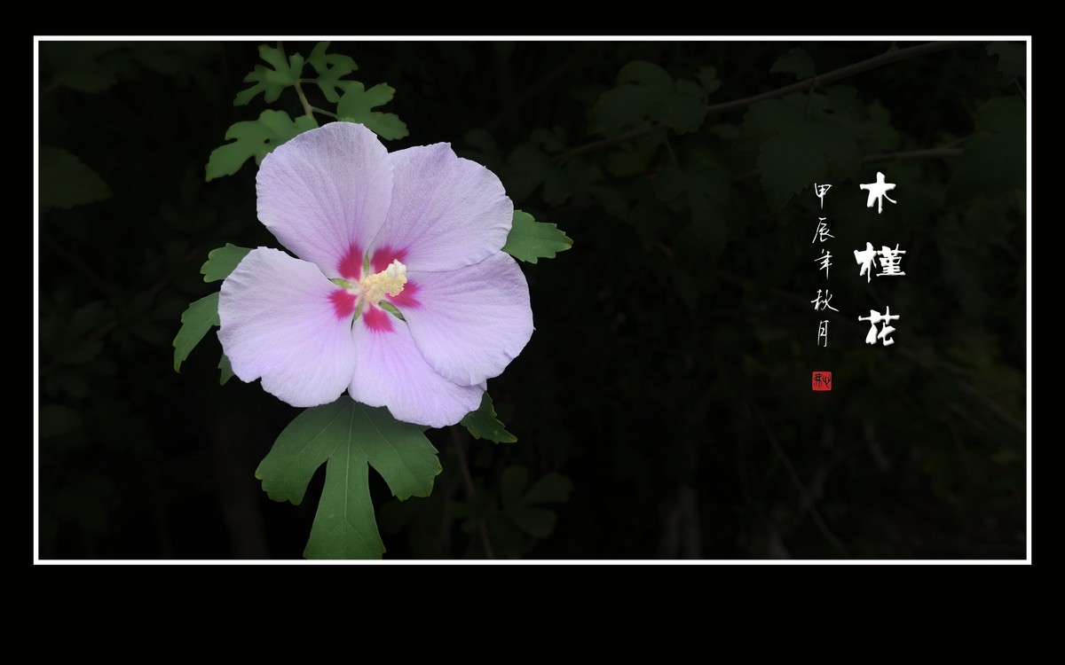 昂首枝头的木槿花