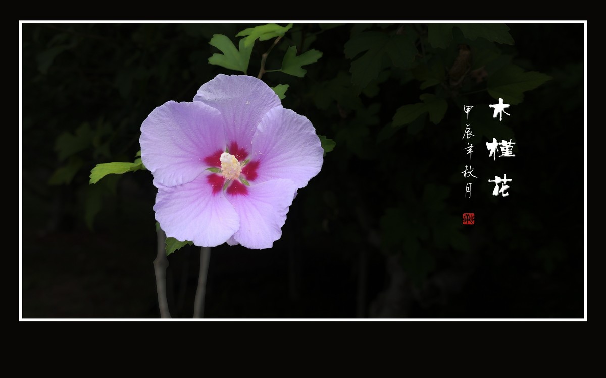 昂首枝头的木槿花