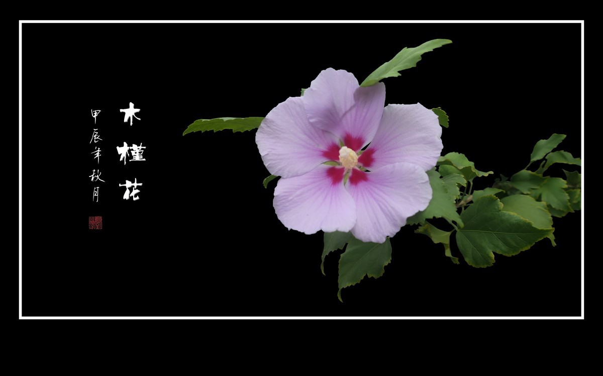 昂首枝头的木槿花