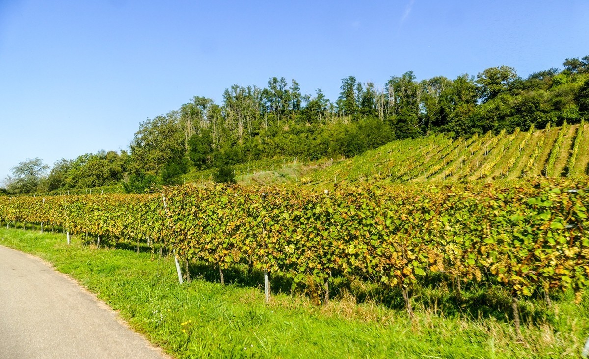 秋摄莱茵平原（南德）