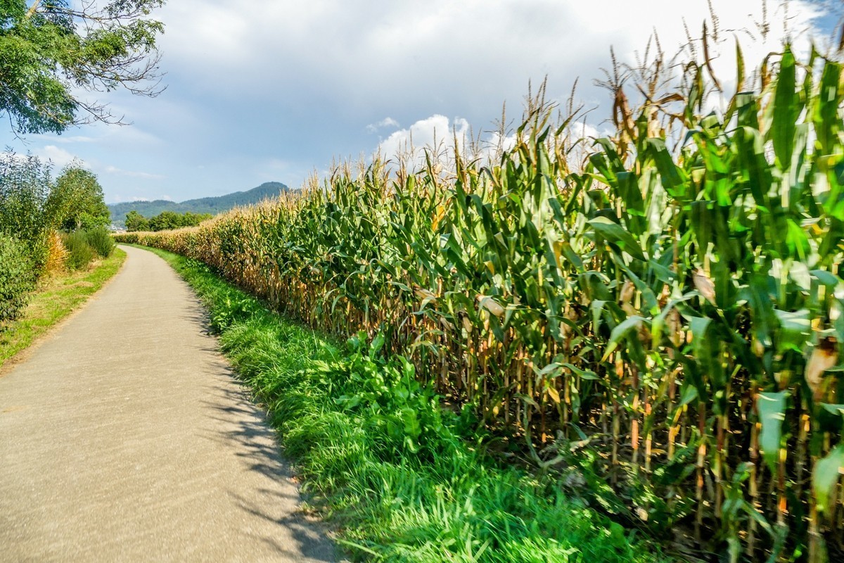 秋摄莱茵平原（南德）