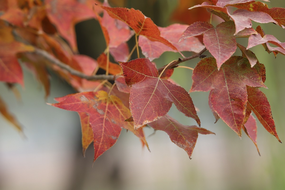 250105 红枫叶