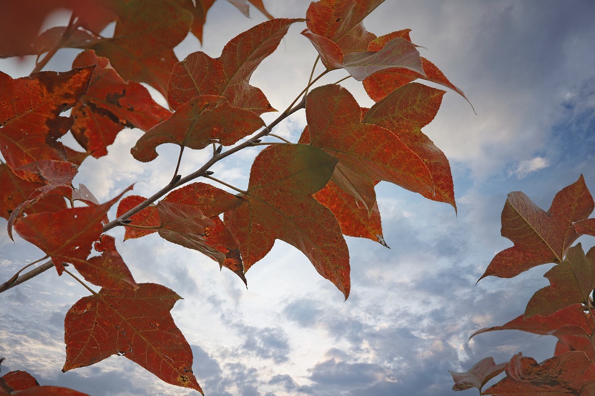 250105 红枫叶