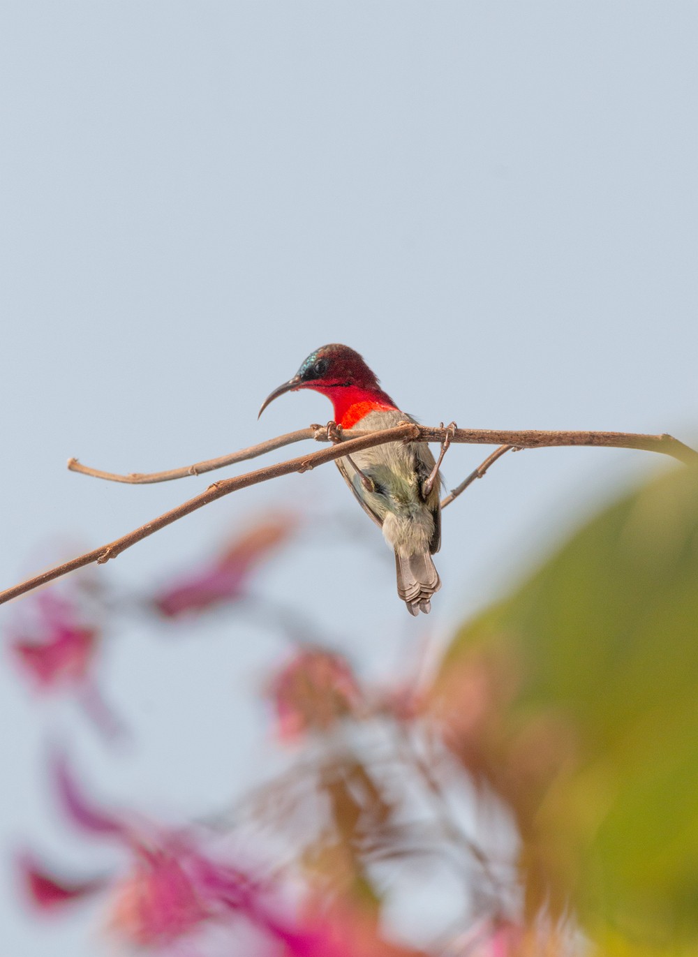 250105树枝上的小小鸟
